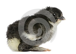 Marans chick, 15 hours old, against white background