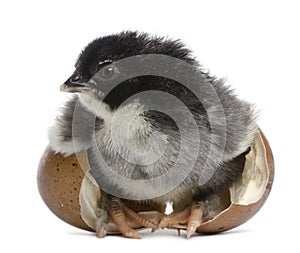 Marans chick, 15 hours old, standing in the egg