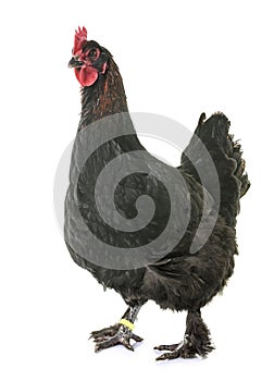 Marans chicken in studio