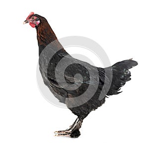 marans chicken in studio