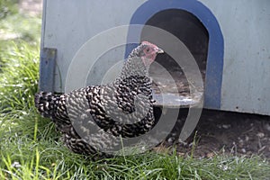 Marans minature, photo