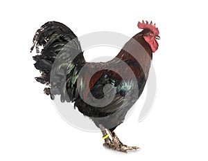 Marans rooster in studio