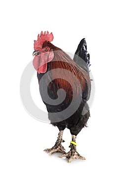 Marans rooster in studio