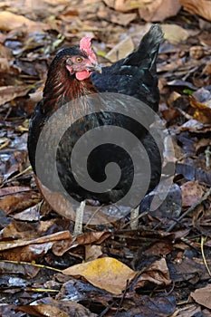 Marans in the Walnut leaves