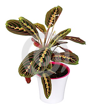 Maranta flower