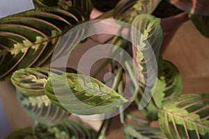 Maranta leaves close-up in the room