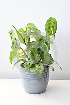 Maranta leuconeura kerchoveana variagata, prayer plant in a gray pot