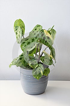 Maranta leuconeura kerchoveana variagata, prayer plant in a gray pot