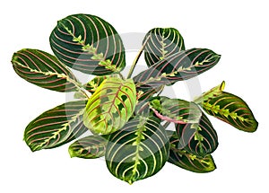 Maranta leuconeura leaves, Prayer plant, Exotic tropical shrubs, isolated on white background with clipping path