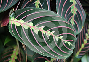 Maranta leuconeura prayer plant