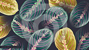 Maranta leuconeura, Prayer Plant background.