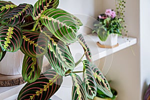 Maranta leuconeura var. erythroneura fascinator tricolor houseplant.