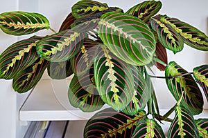 Maranta leuconeura var. erythroneura fascinator tricolor prayer plant.