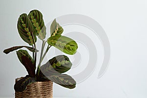 Maranta Tricolor on white background