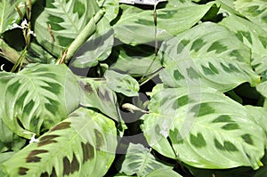 Maranta plant