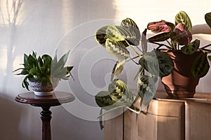 Maranta plant in the room