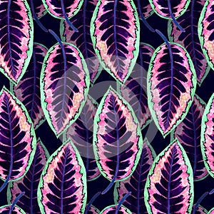Maranta striped leaves, hand painted watercolor illustration seamless pattern design on dark