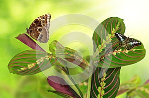 Maranta tricolor with butterflies