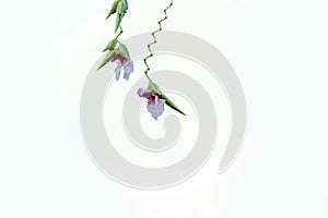 Marantaceae flower on a white background