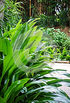 Marantaceae leaves at the park in Melaka, Malaysia