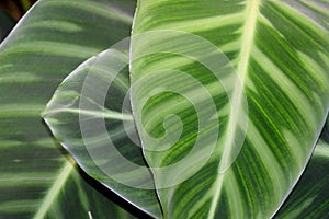 MARANTHACEAE - Green leaf layer nature abstract background