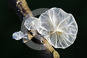 Marasmiellus candidus on a dry branch on a black background photo