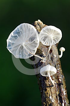Marasmiellus candidus on a dry branch on a black background photo