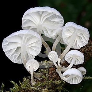 Marasmiellus candidus Mushrooms photo