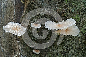 Marasmiellus candidus mushrooms photo