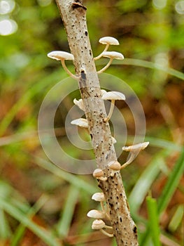 Marasmiellus ramealis