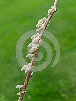 Marasmiellus ramealis - tiny mushroom on a branch of wood