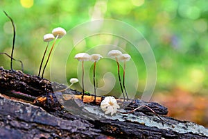 Marasmius epiphyllus mushroom