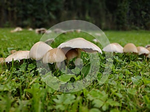 Marasmius fungi mushrooms in the garden (Czech Republic, EU)