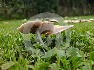 Marasmius fungi mushrooms in the garden (Czech Republic, EU)