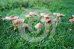 Marasmius oreades Mushroom in Grass
