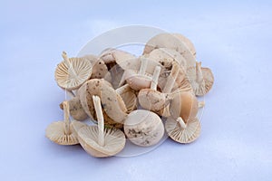 Marasmius oreades - Scotch bonnet