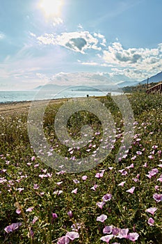 Marbella beach with flowers