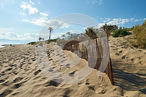 Marbella dunes and palmtree