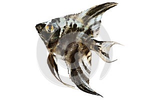 Marble angelfish pterophyllum scalare aquarium fish isolated on white