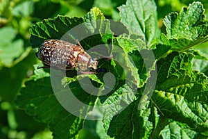 Marble beetle on a leaves currants. Polyphylla fullo ordinary. Beetle cockchafer marble closeup.