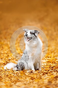 Marble border collie dog sitting with leaves in autumn