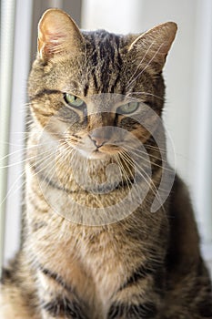 Marble cat is ashamed, cat portrait