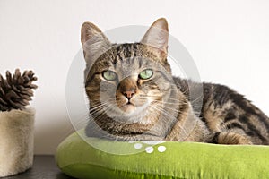 Marble cat relaxing in comfortable green cat bed with white paw prints, beautiful lime eyes, serious expression