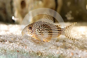 Marble catfish fish. Macro closeup background
