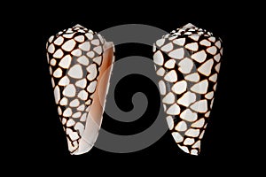 Marble cone (Conus marmoreus) sea snail