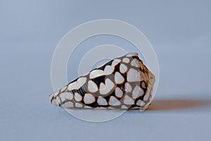 Marble Cone Shell. Conus Marmoreus Linne