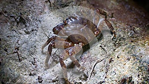 Marble crab (Pachygrapsus marmoratus