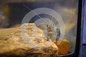 Marble crayfish sitting at a stone in an aquarium