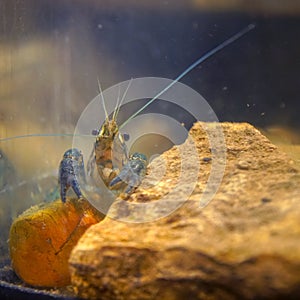 Marble crayfish sitting at a stone in an aquarium