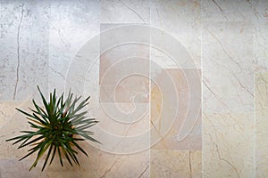 Marble Floor with Dracaena Draco Plant, above shot